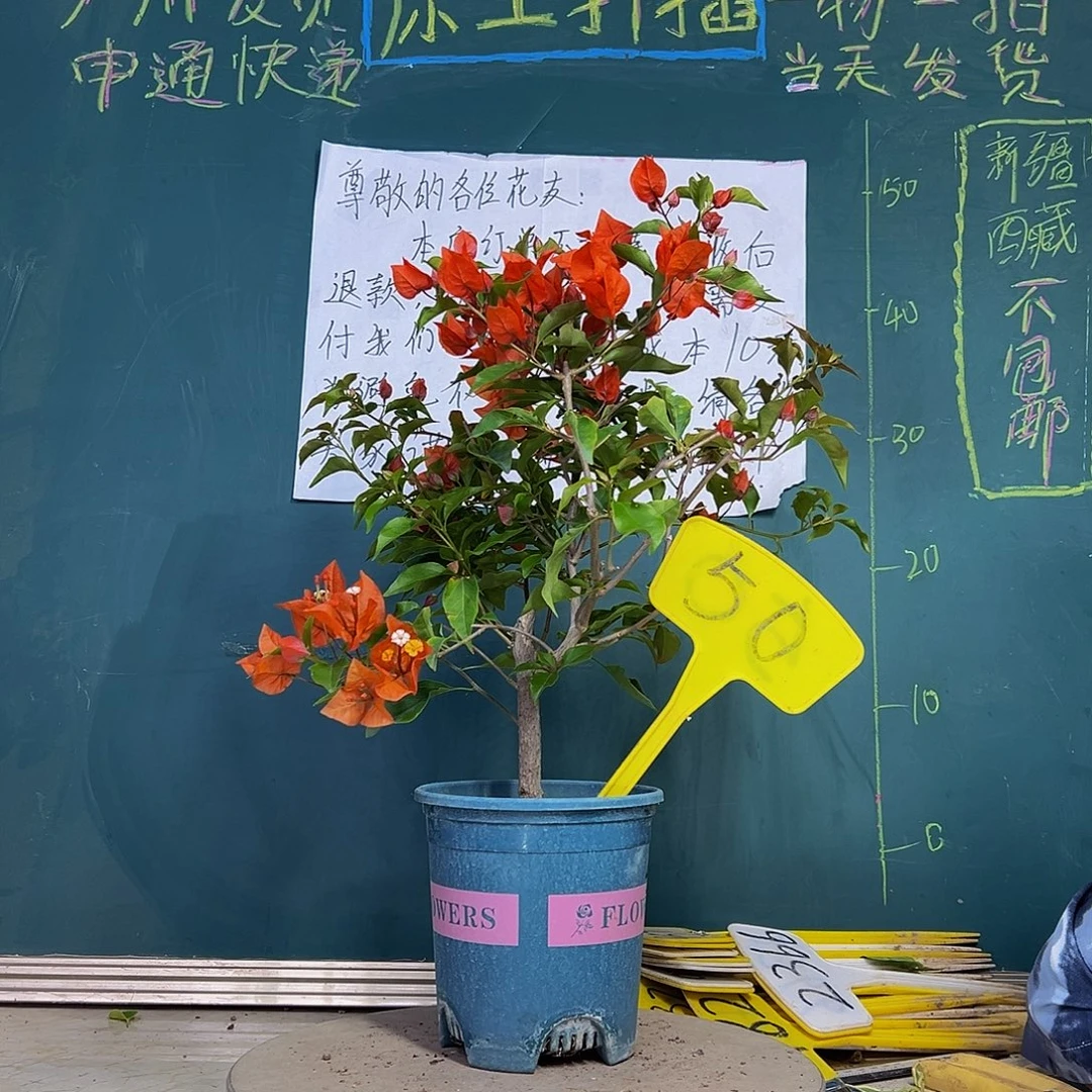 当前无花栽培后可以开花热火桑巴50