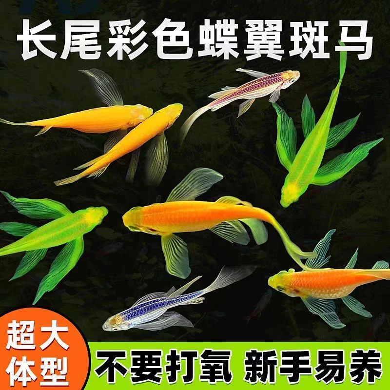 【蝶翼斑马】长尾长鳍小型热带观赏鱼群游鱼皮实耐活 入缸不赔付