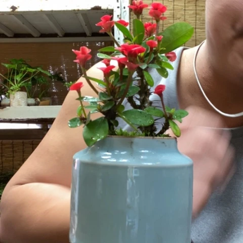 红陶一物一拍所见即所得96