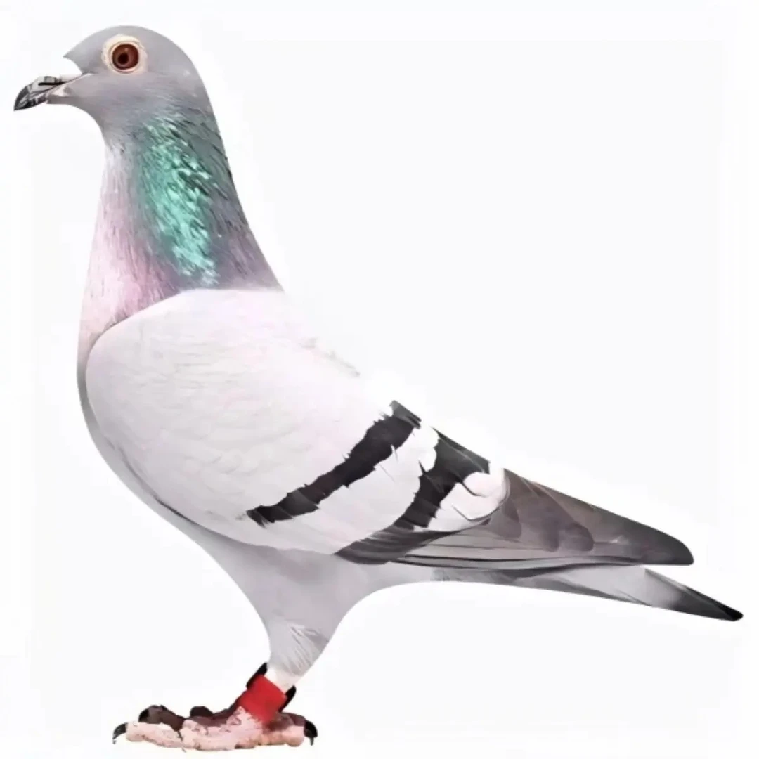 各种颜色及尺寸鸽子照片及相册制作