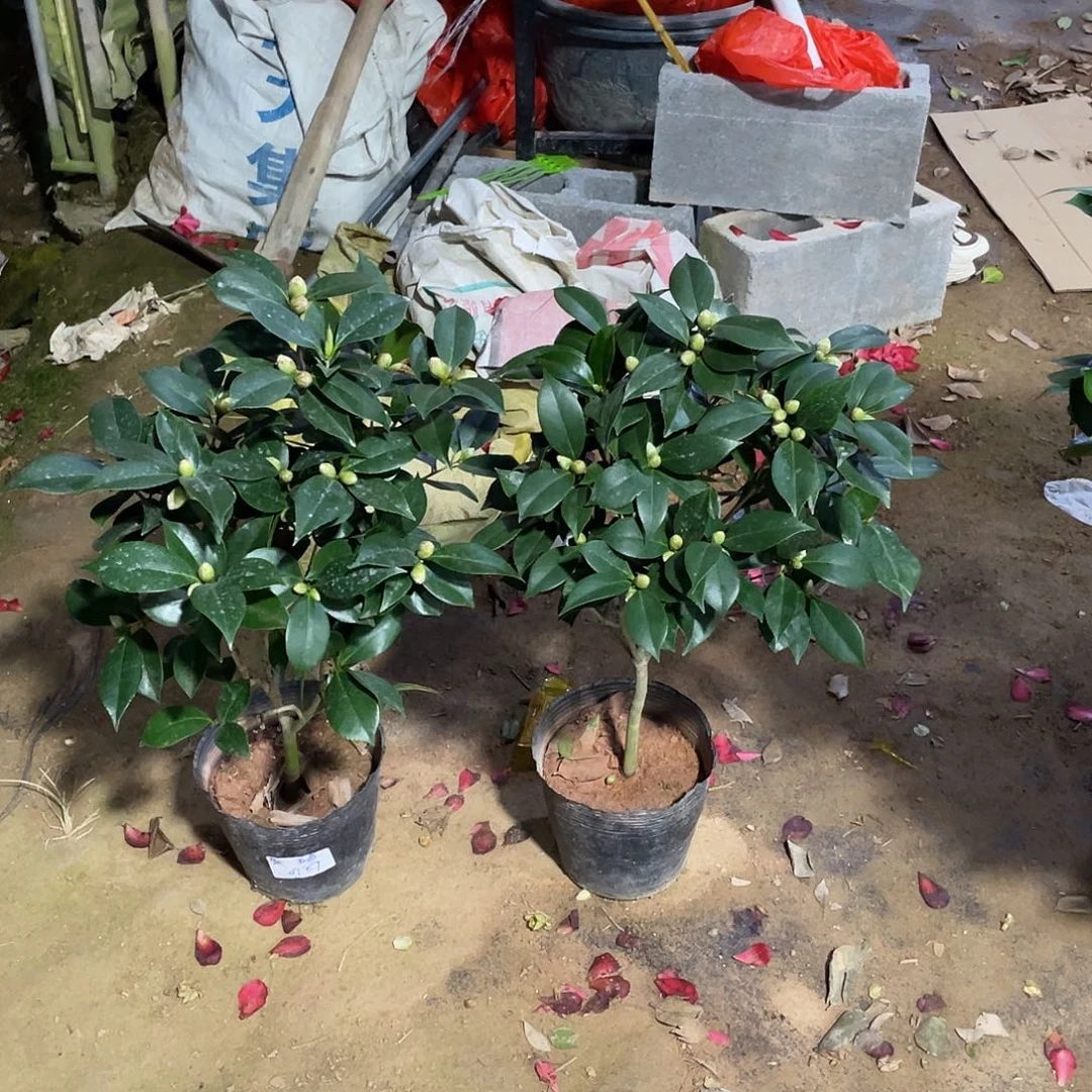 简***福无花朵五色赤丹00005