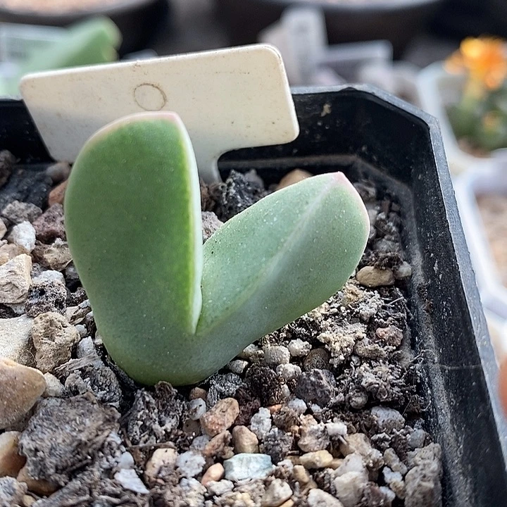 梅萨种源大型肉锥翼