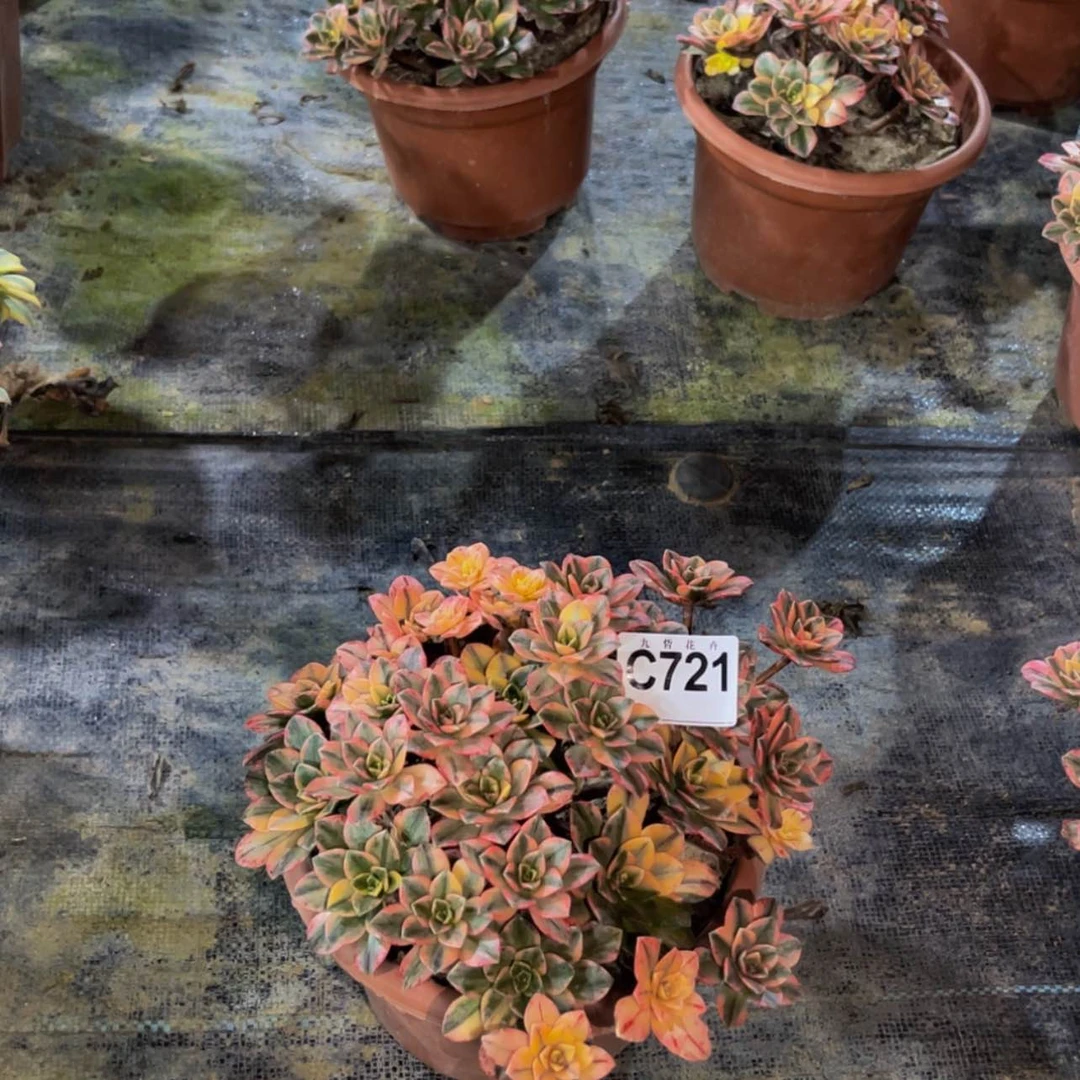【闪购商品】72100