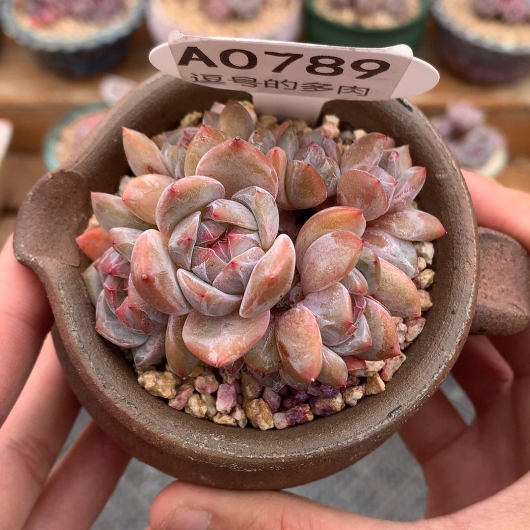 A0789 开播福利 星影小脸群 有砍 6.5cm