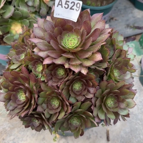 529红魔多肉23厘米左右