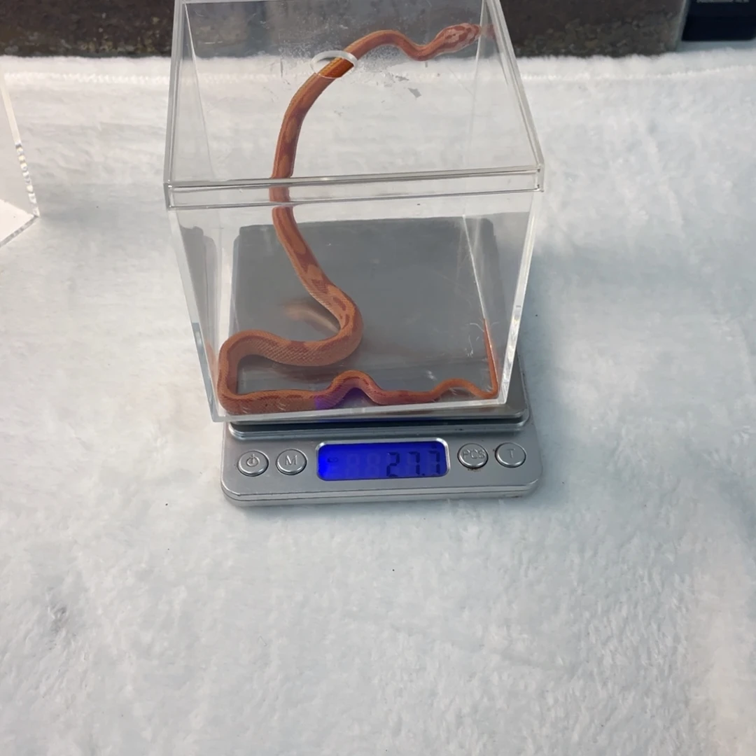 雨林蝎健康辣条包邮包活