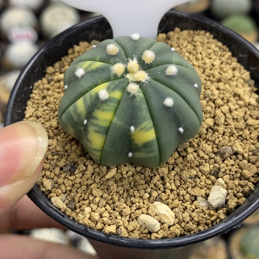 1198大绒海星琉璃兜锦