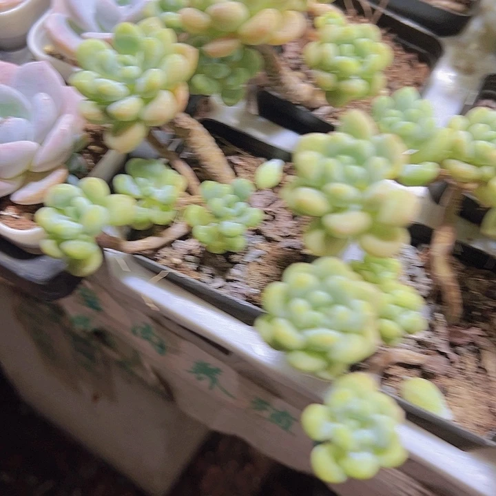 老桩群洛可可群19包邮