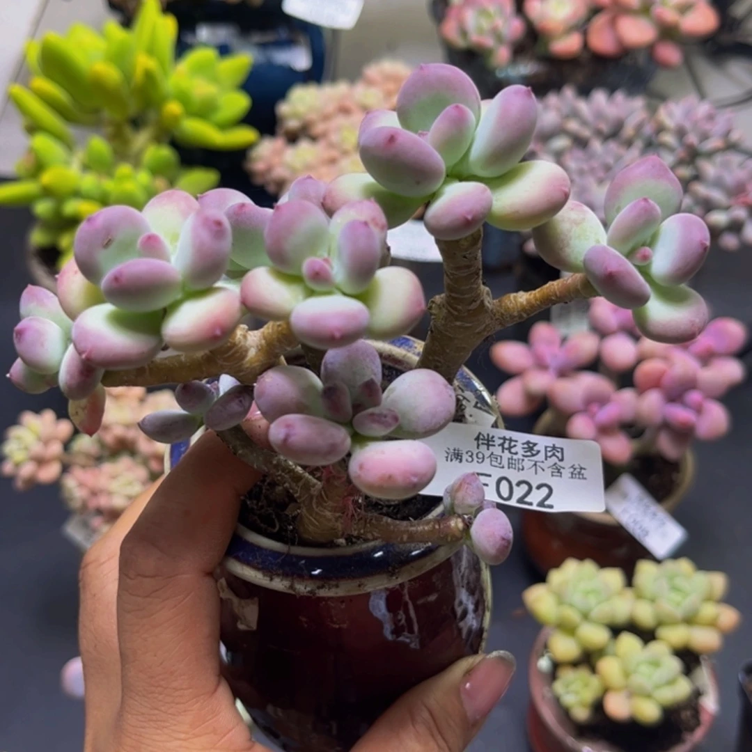 苹果奶酪022/8cm多肉