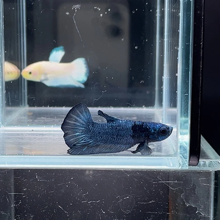 斗鱼活体不退不换谢谢