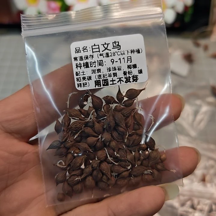 酢浆草晚花白文鸟一份