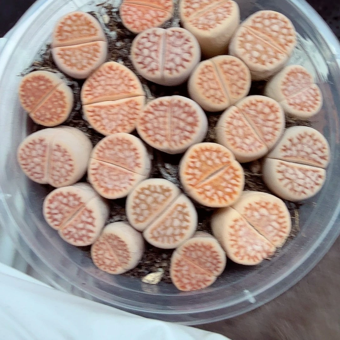好看我真的不配喜欢094你