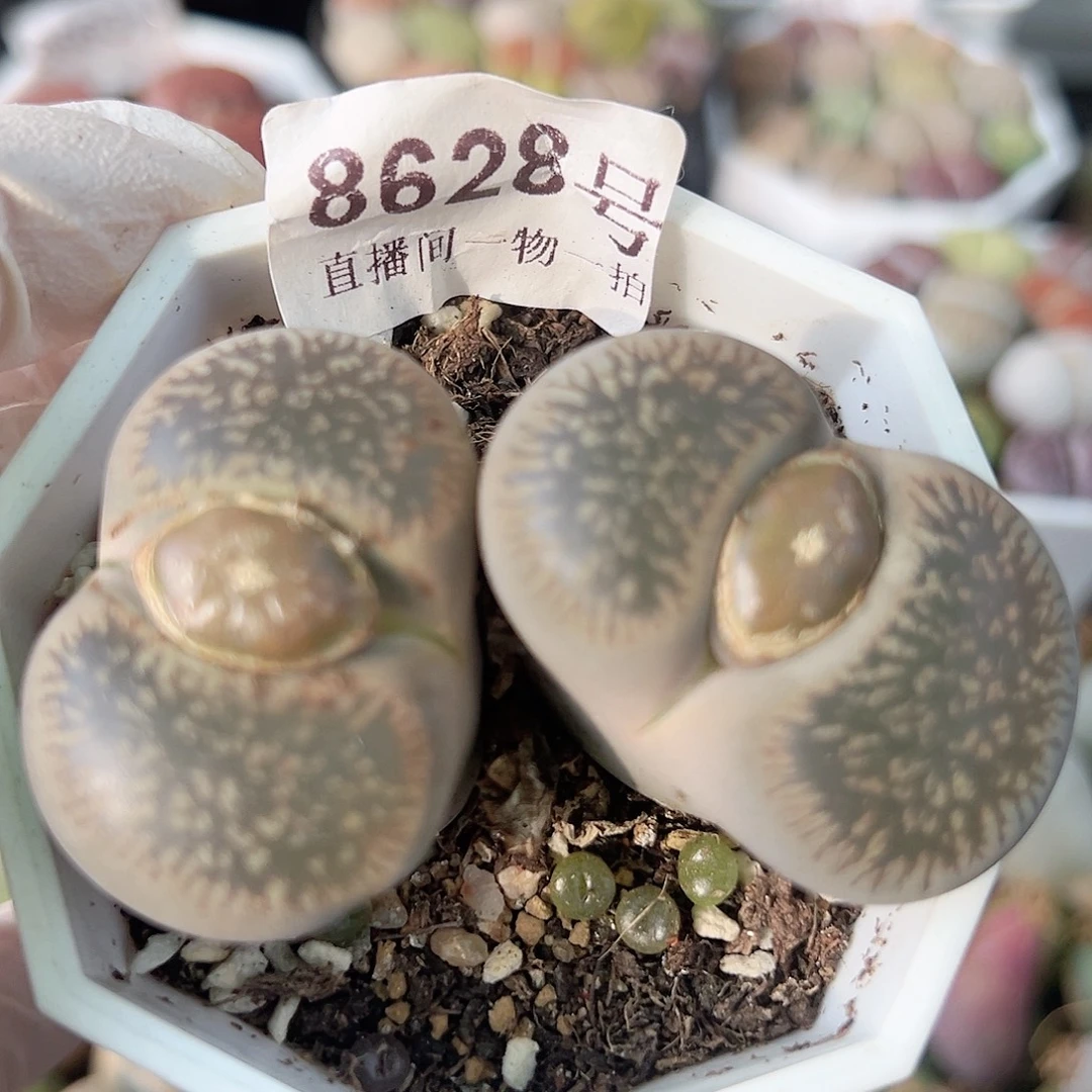 8628 好养易活生石花大母本