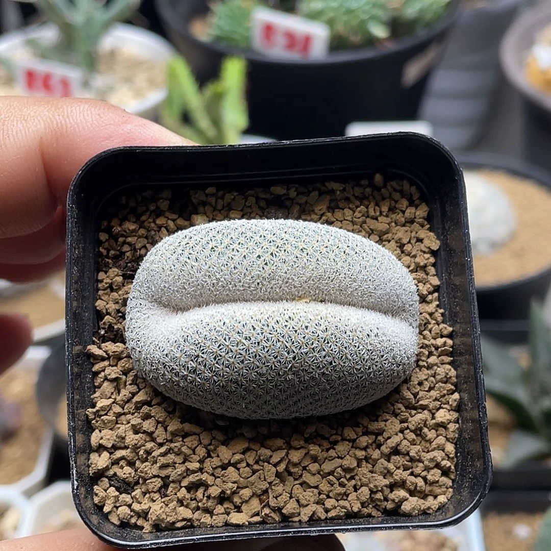 香肠嘴 月世界肠缀仙人球
