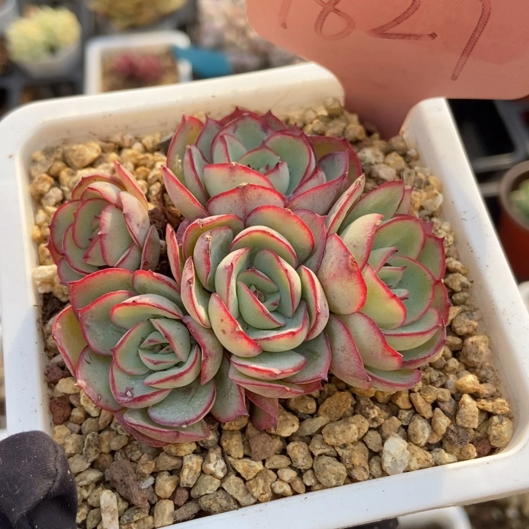 1827牡丹亭多肉植物保护