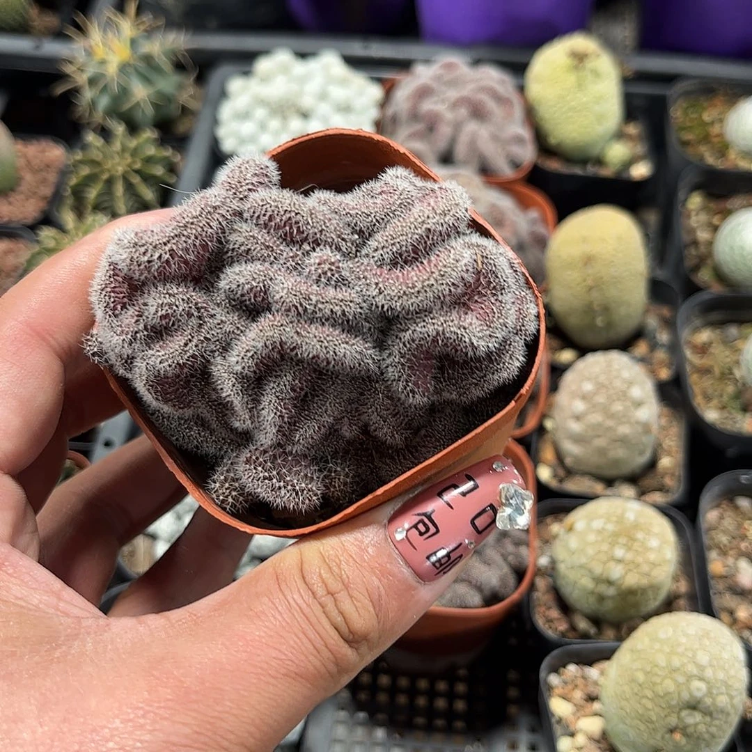 紫彩草缀化单头发货单头