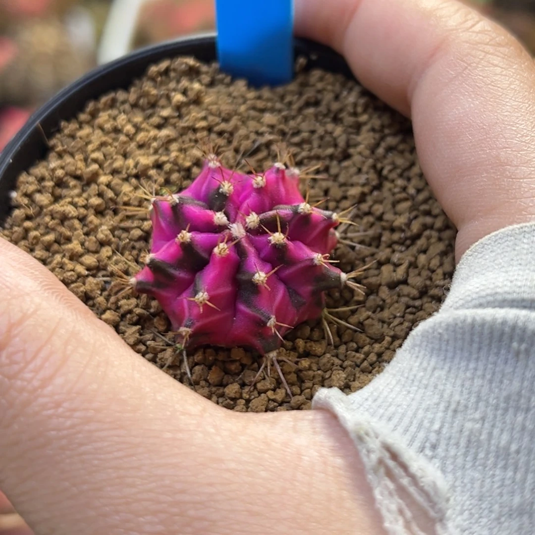 泰系侧芽米哈锦142