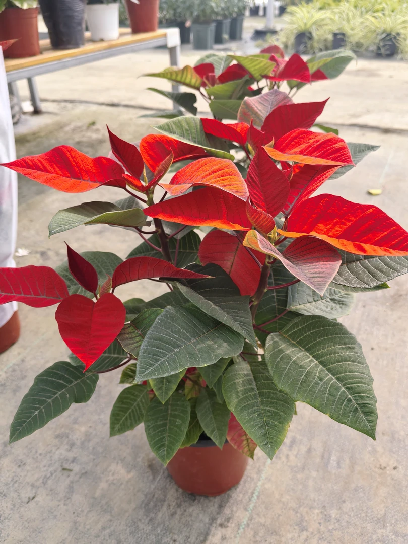 一品红盆栽四季开花喜庆观赏植物适合室内客厅桌面装饰绿植好养