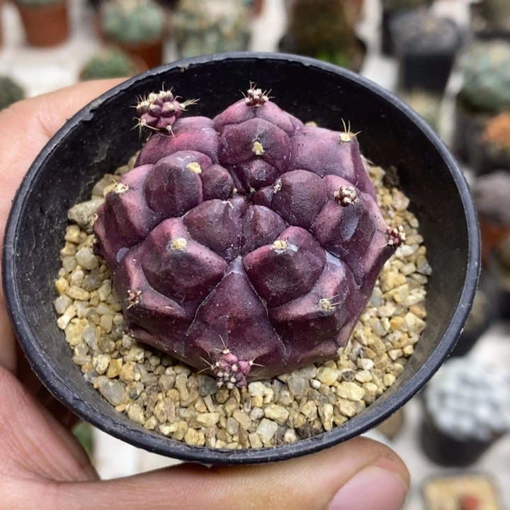 梦想牡丹特价福利