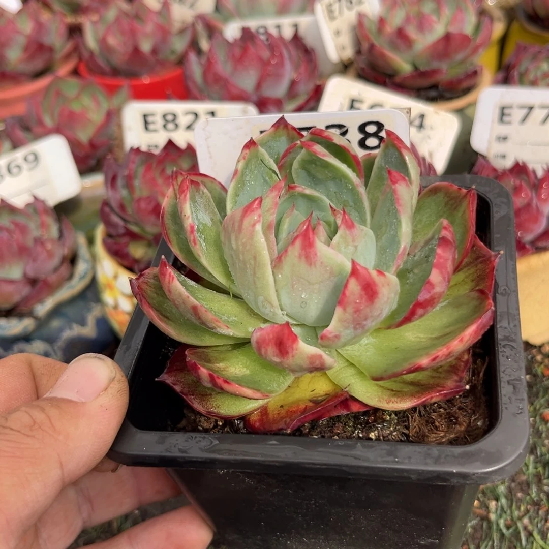 惊鸿一瞥738号多肉