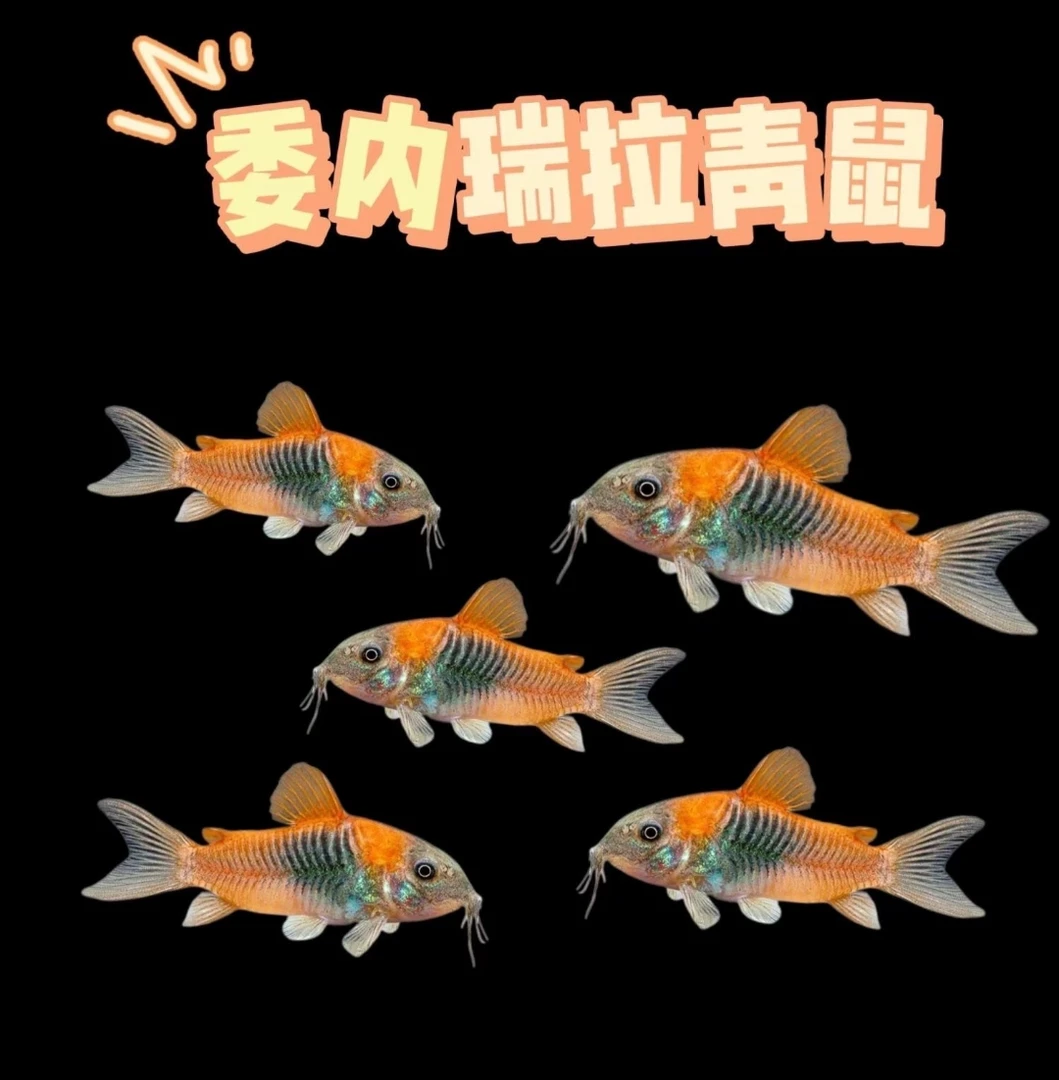 委内瑞拉青鼠种鱼热带工具鱼底栖鱼