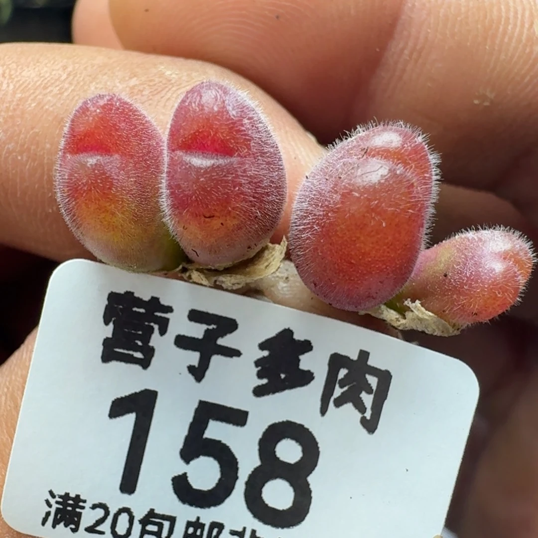 长毛两颗。