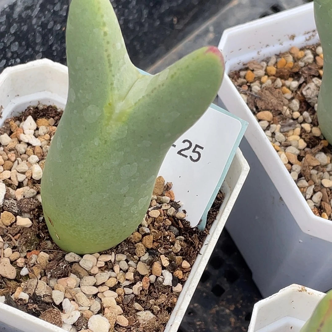29-25将多肉植物肉锥