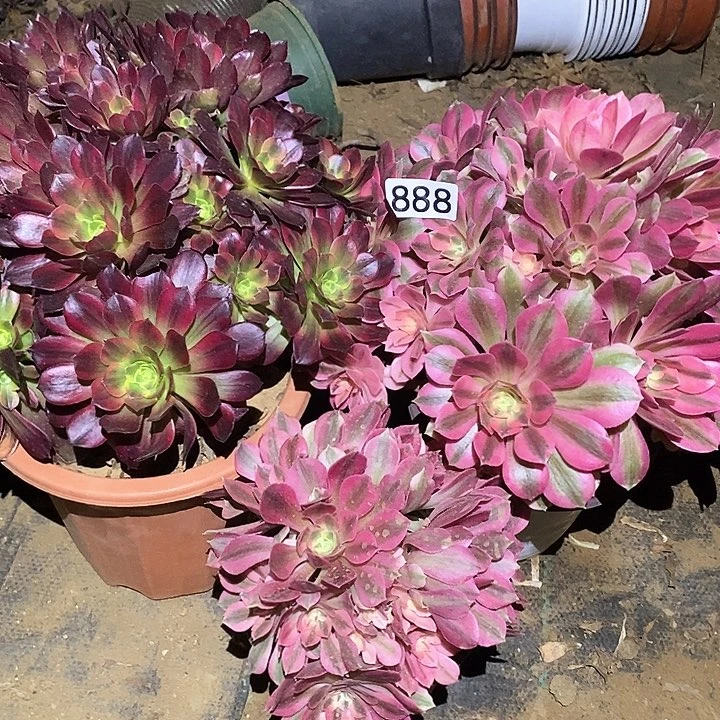 笨*C多肉植物法师888法师3颗