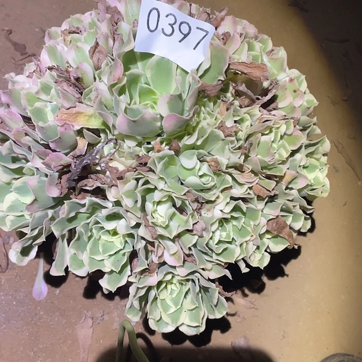 多肉植物法师不包断枝397白凤