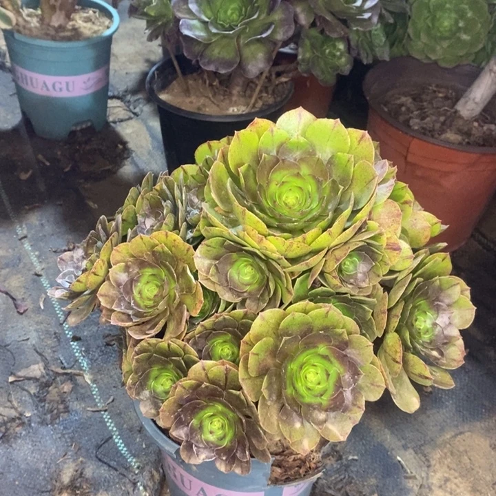 万拉丝多肉植物81