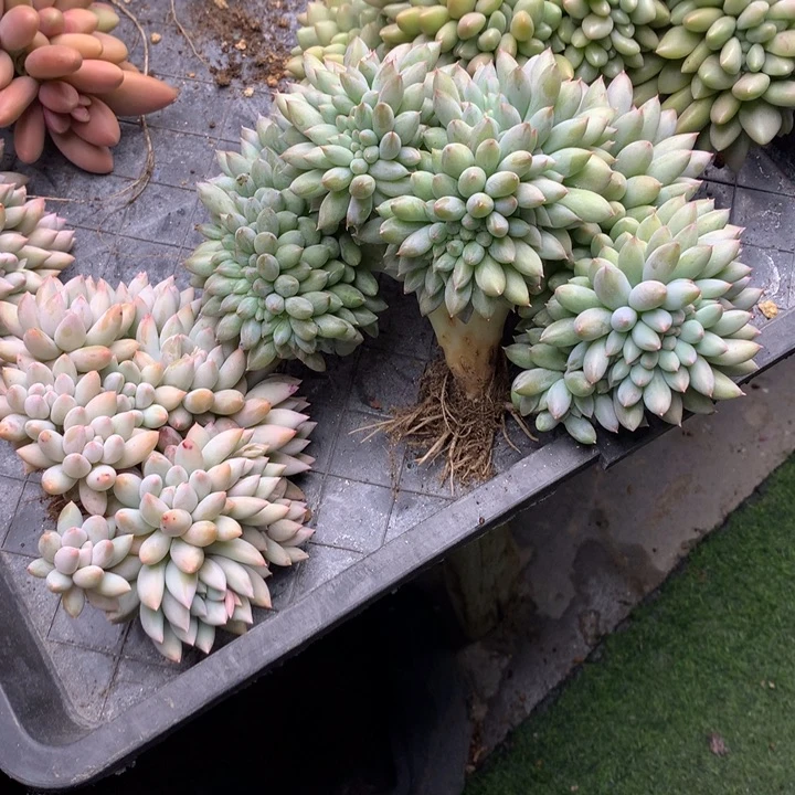 所罗门缀板子多肉11222