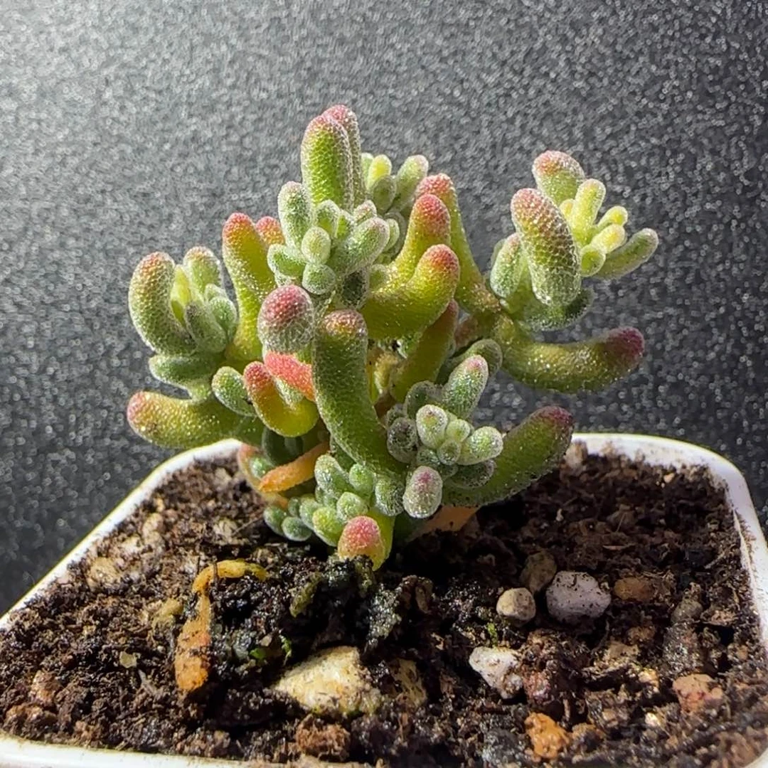 凶***熊dy1196冰晶锦一物一拍