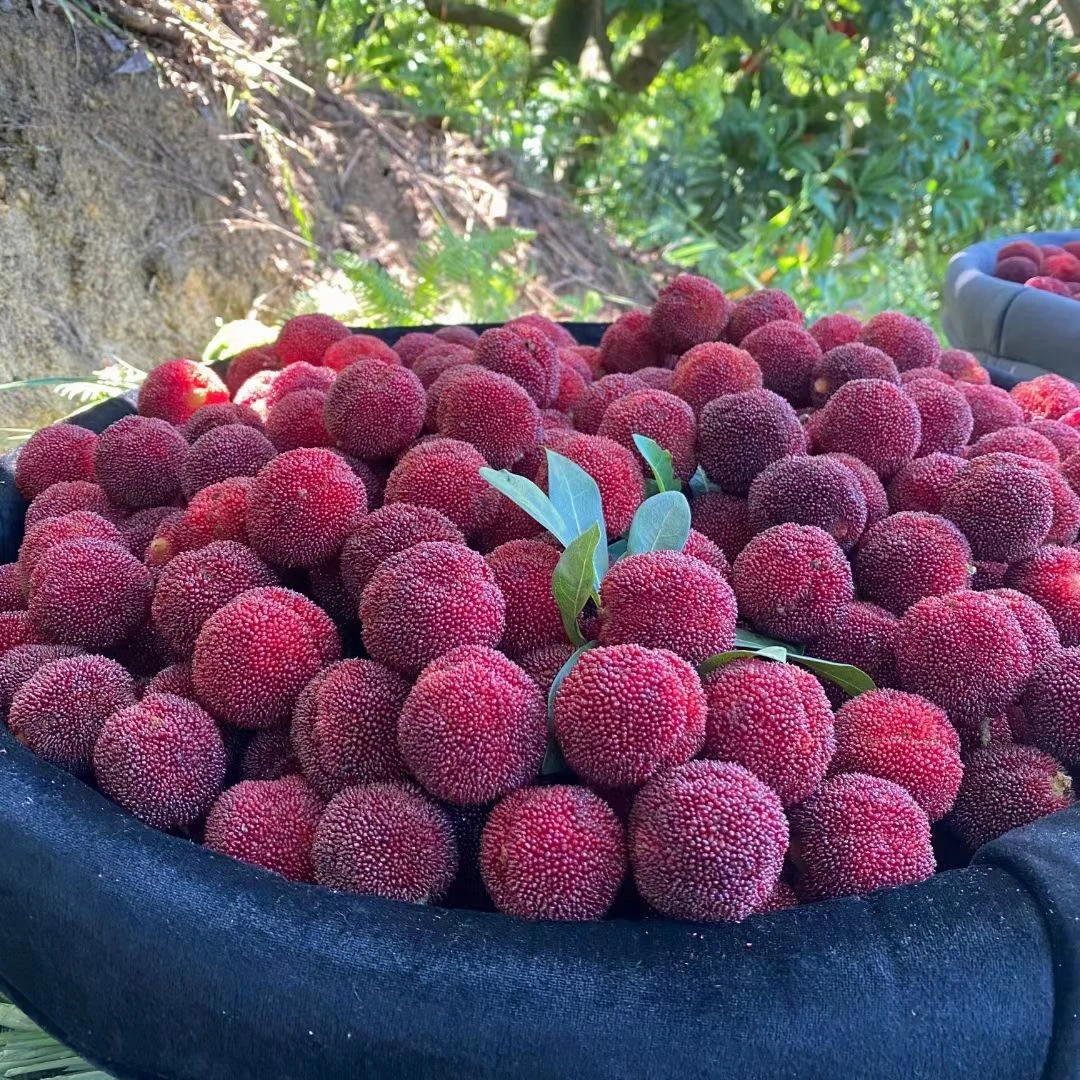 【仙居东魁杨梅】精选头茬果爆汁饱满新鲜采摘杨梅顺丰冷链包邮
