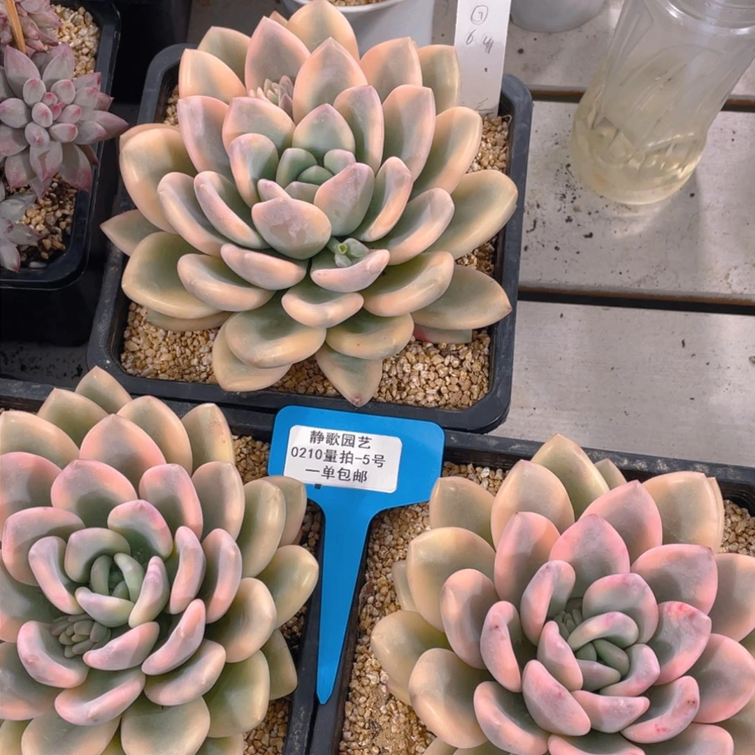 0210-5-精品母本奥普琳娜锦一颗