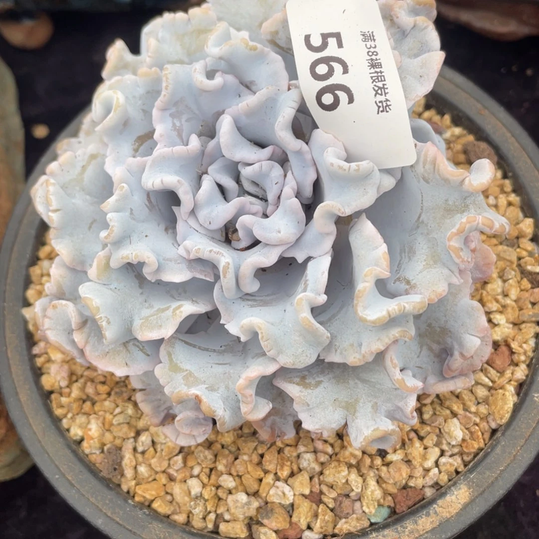566白饺子皮单头多肉植物