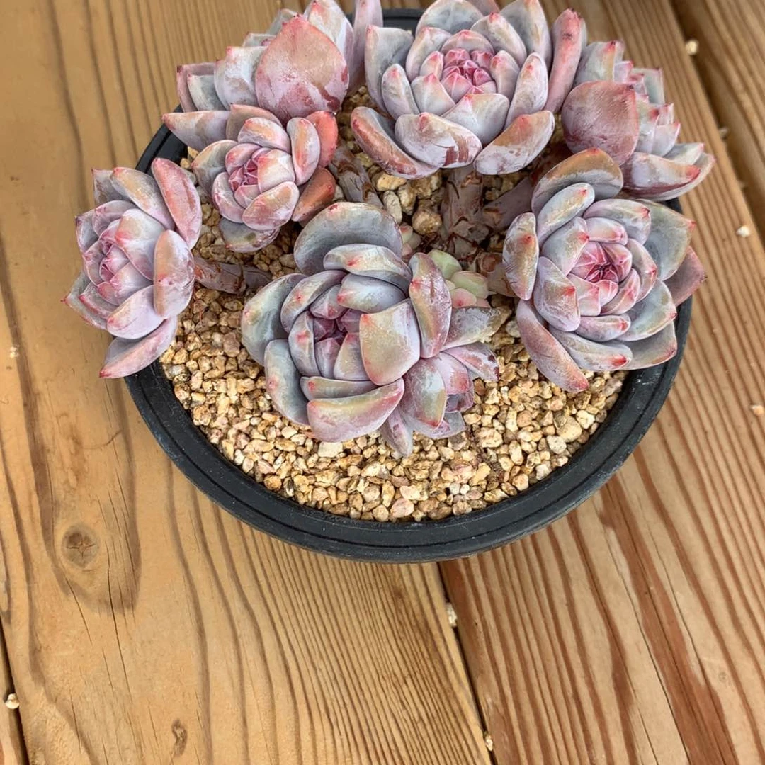 他*里八块突尼斯寄养多肉