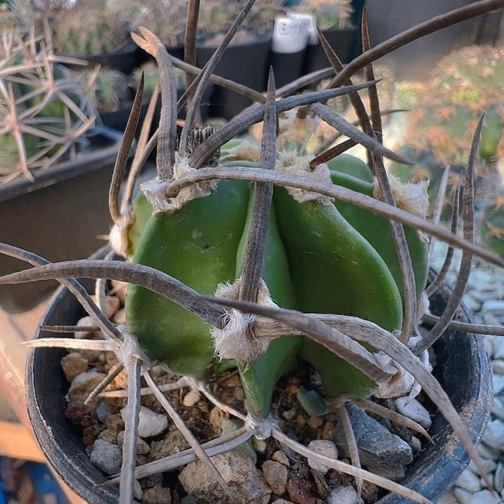 苗接落地自根水牛角大凤玉。