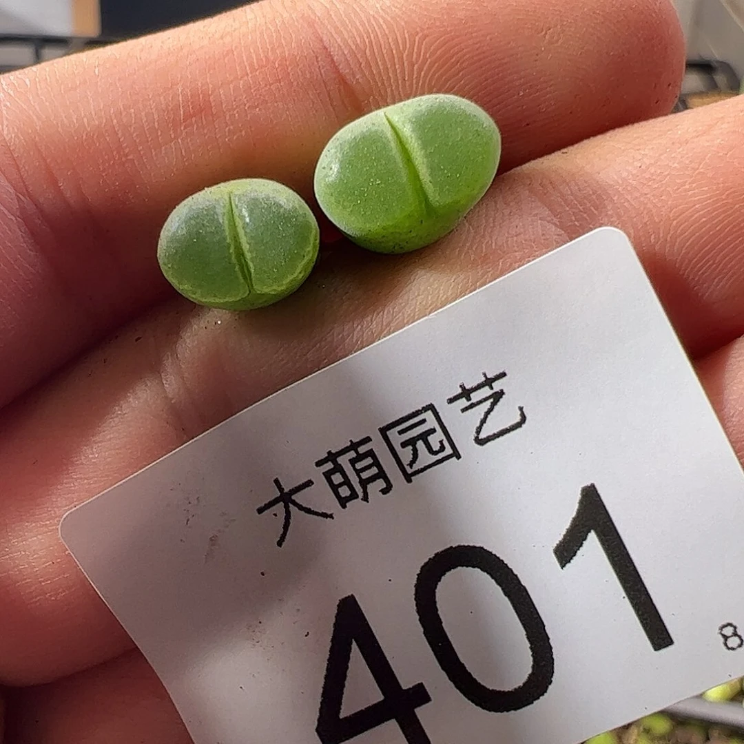 0000401 一物一拍莉迪亚薄荷风铃MG1797.67