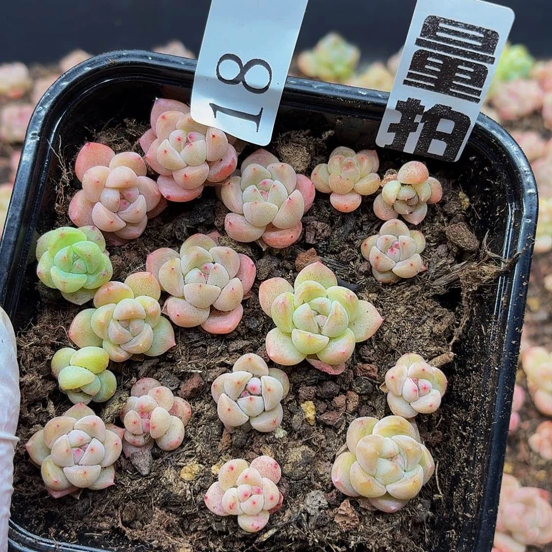 多肉植物多肉植物18量拍