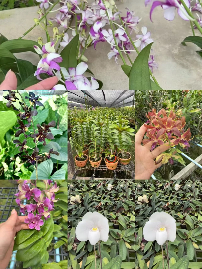 泰国直播秋石斛一物一拍