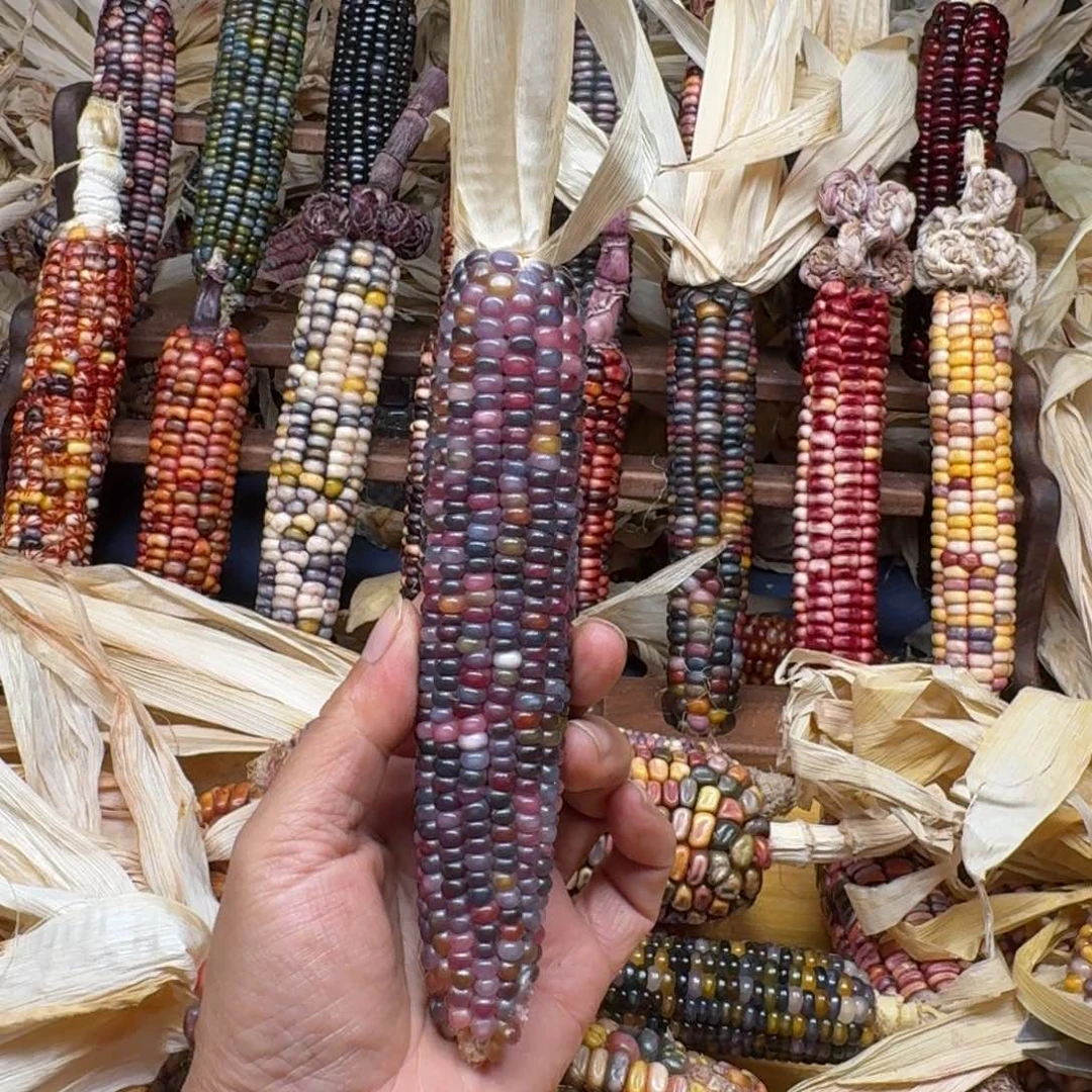 梨****柏香籽/百香籽吊坠