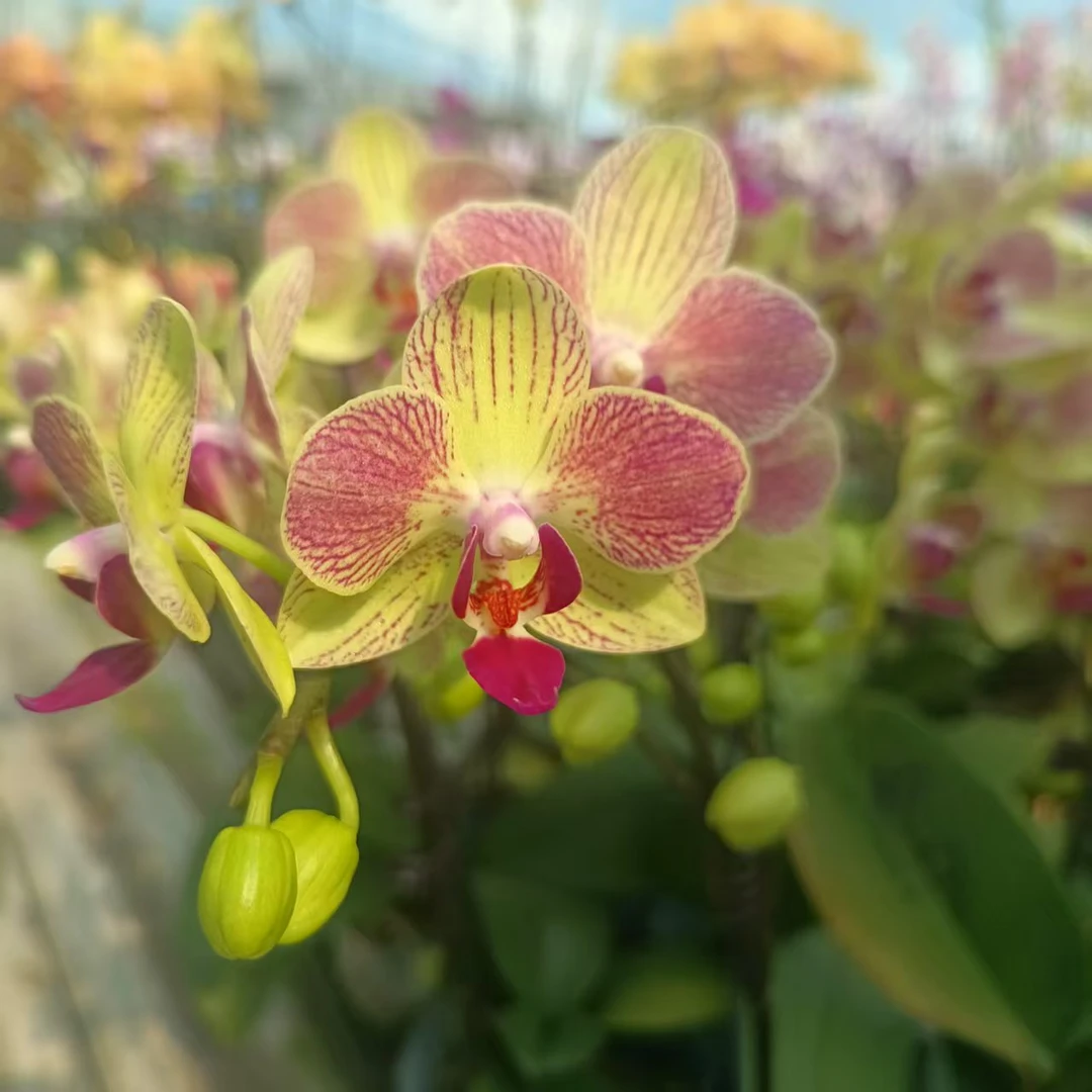 【三色鸟】梦语花卉培育蝴蝶兰美观 观赏高级雅致