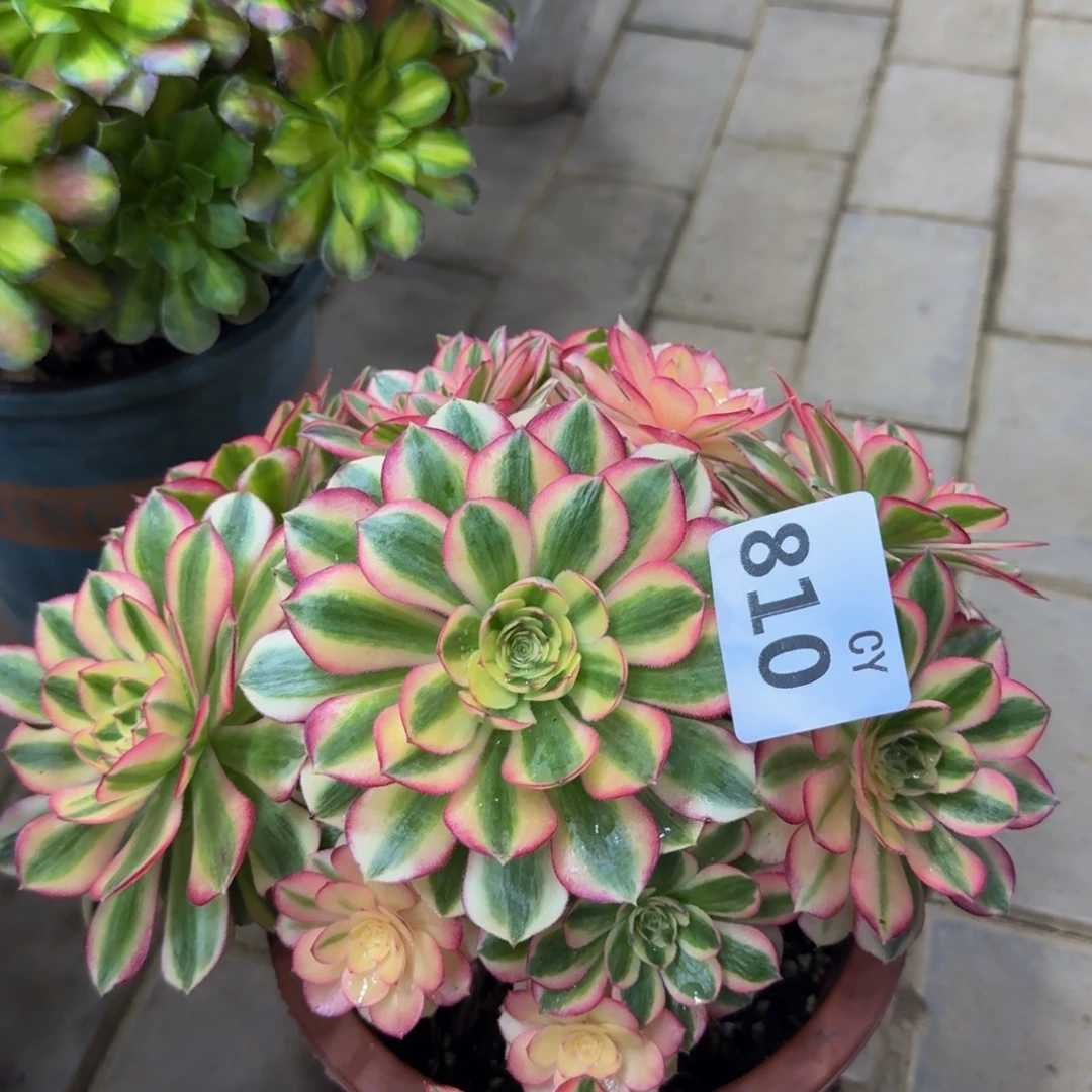 宁***阁多肉植物810倾城 寄养