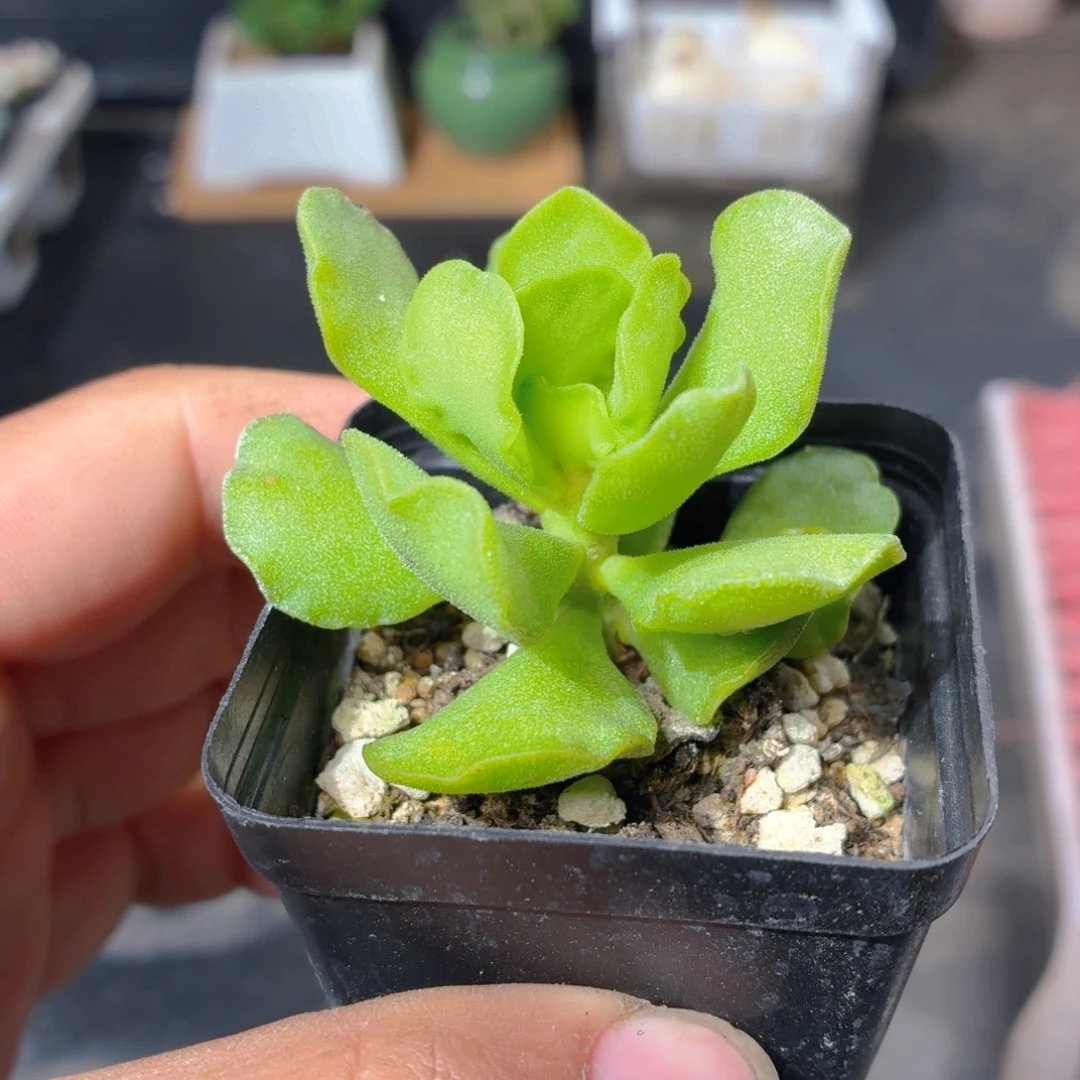 神想曲水泡多肉9.9包邮发货