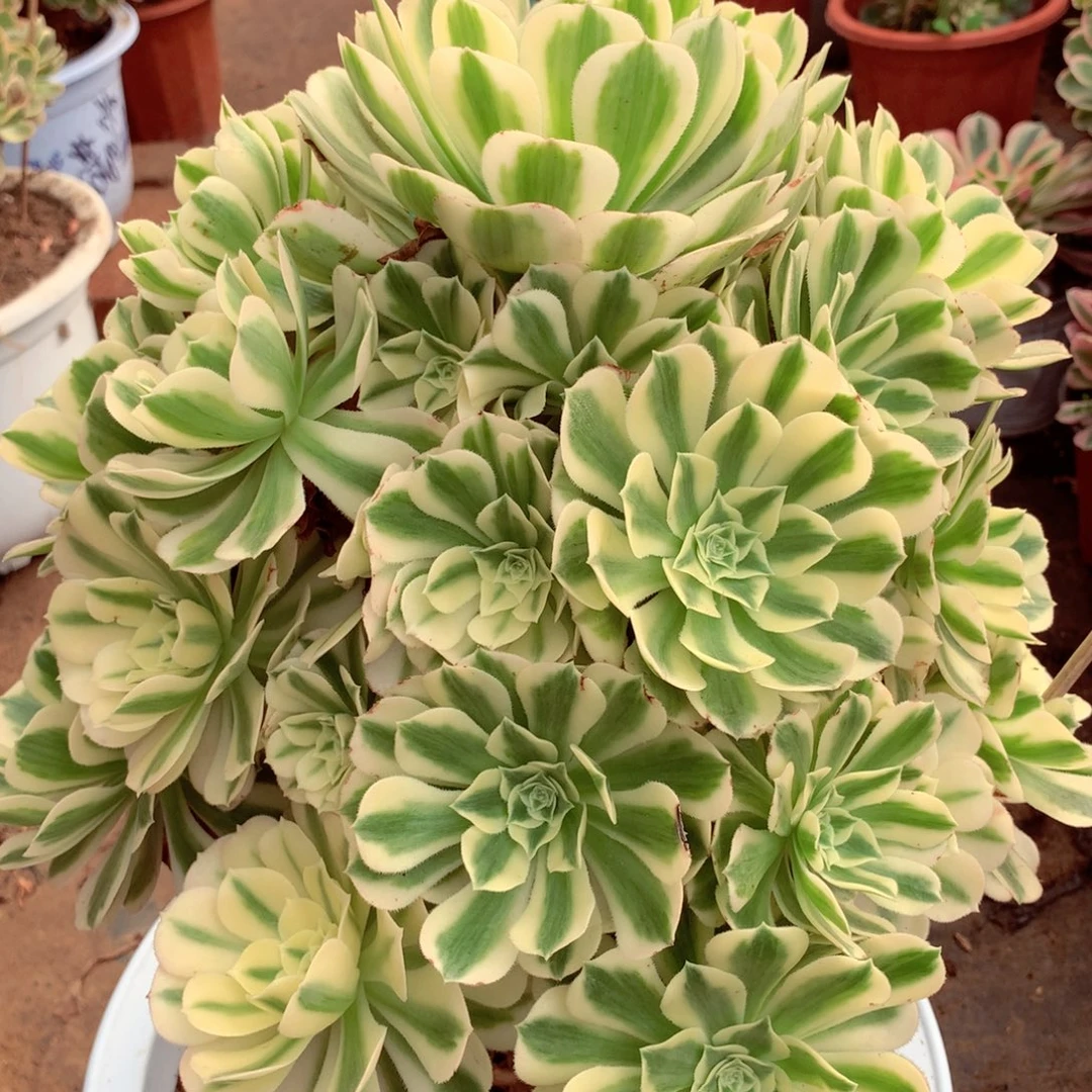 迈巴赫，有点微瑕福利不包损