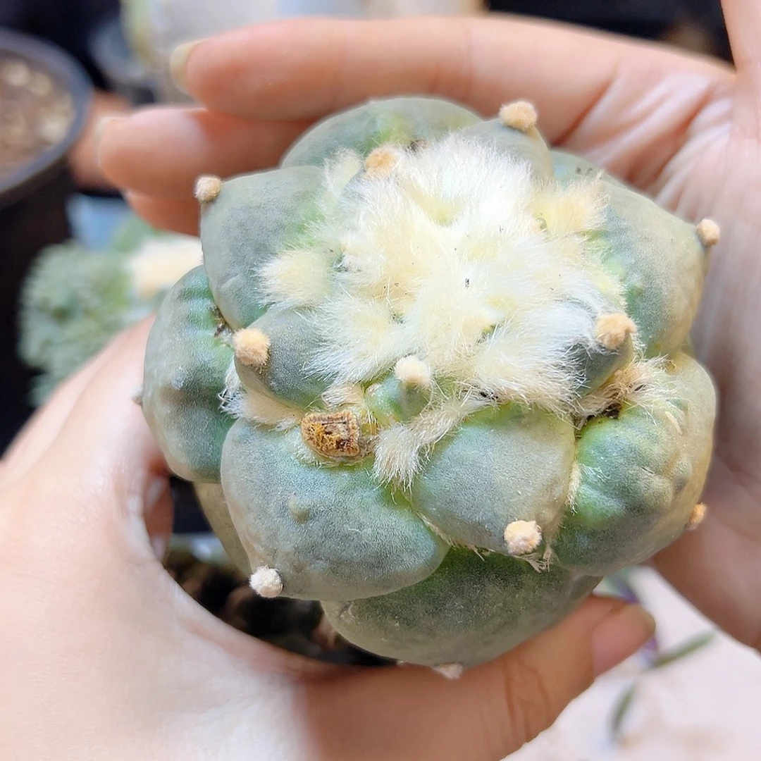 晚51号苗接丸尤白姬青瓷牡丹无根8公分