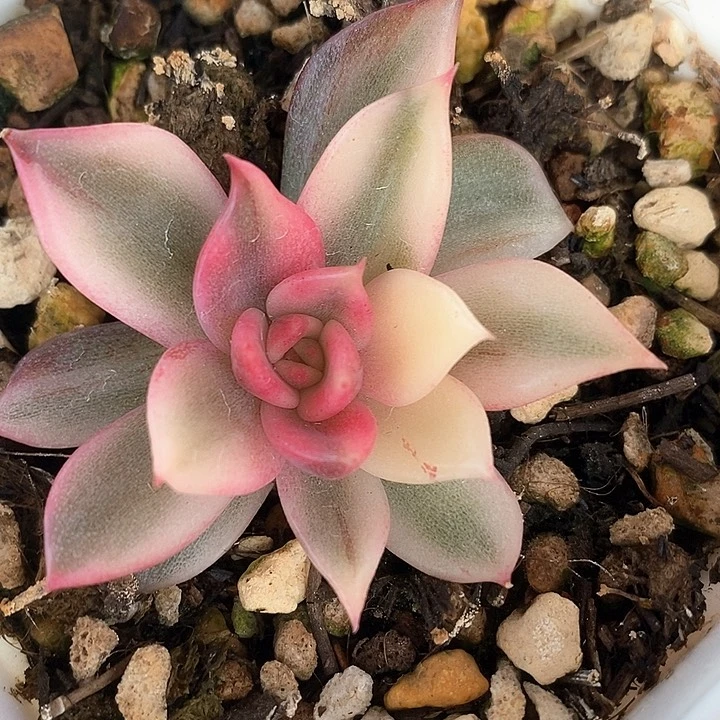 火焰山厚圆叶版一物一拍