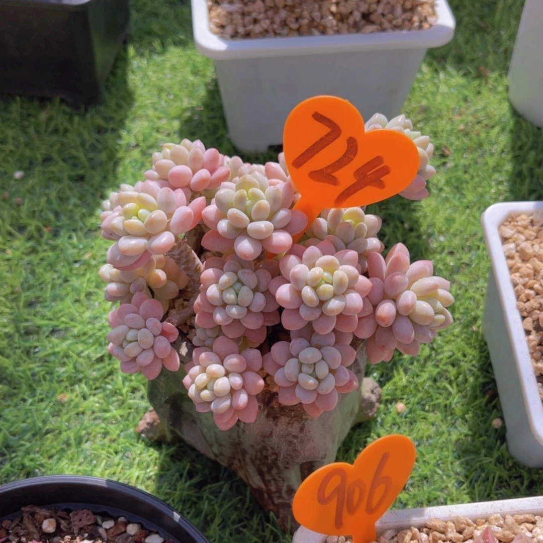 彼**克724号多肉植物一物一拍