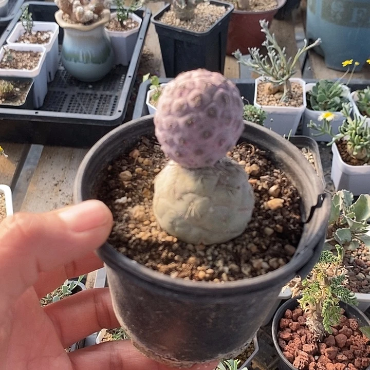 247习志野带盆一一一一