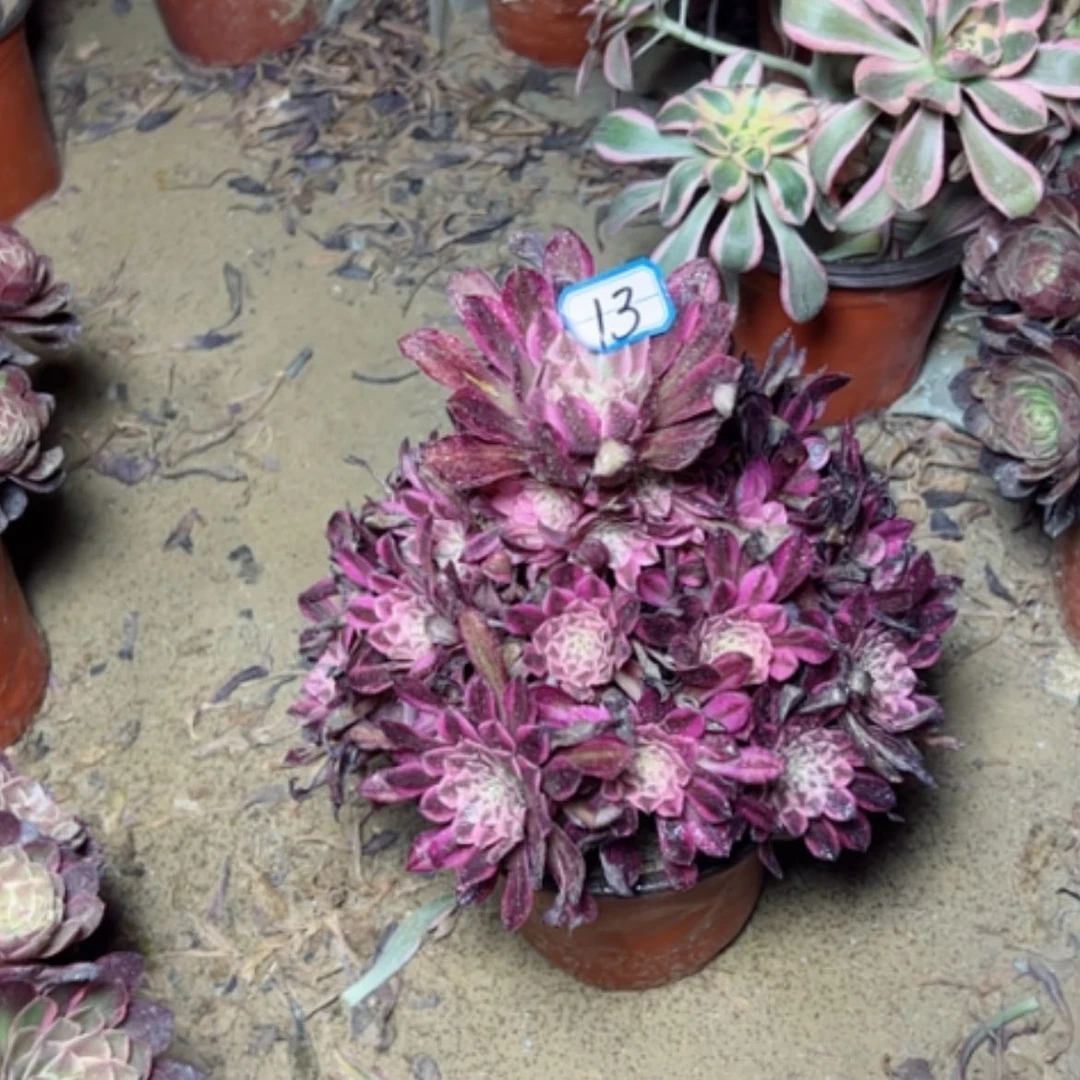 【闪购商品】多肉植物红铜白13